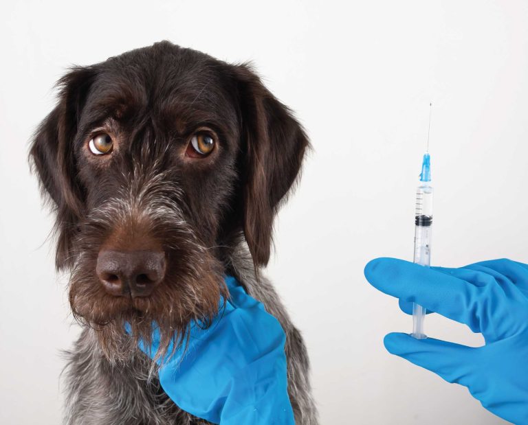 A dog receives the parvo vaccine