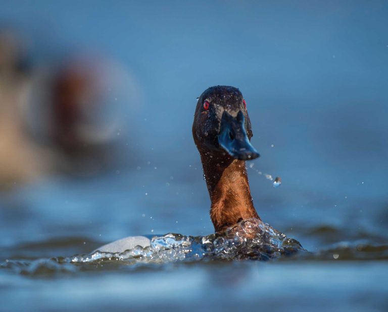 A male Canvasback (Aythya valisineria)