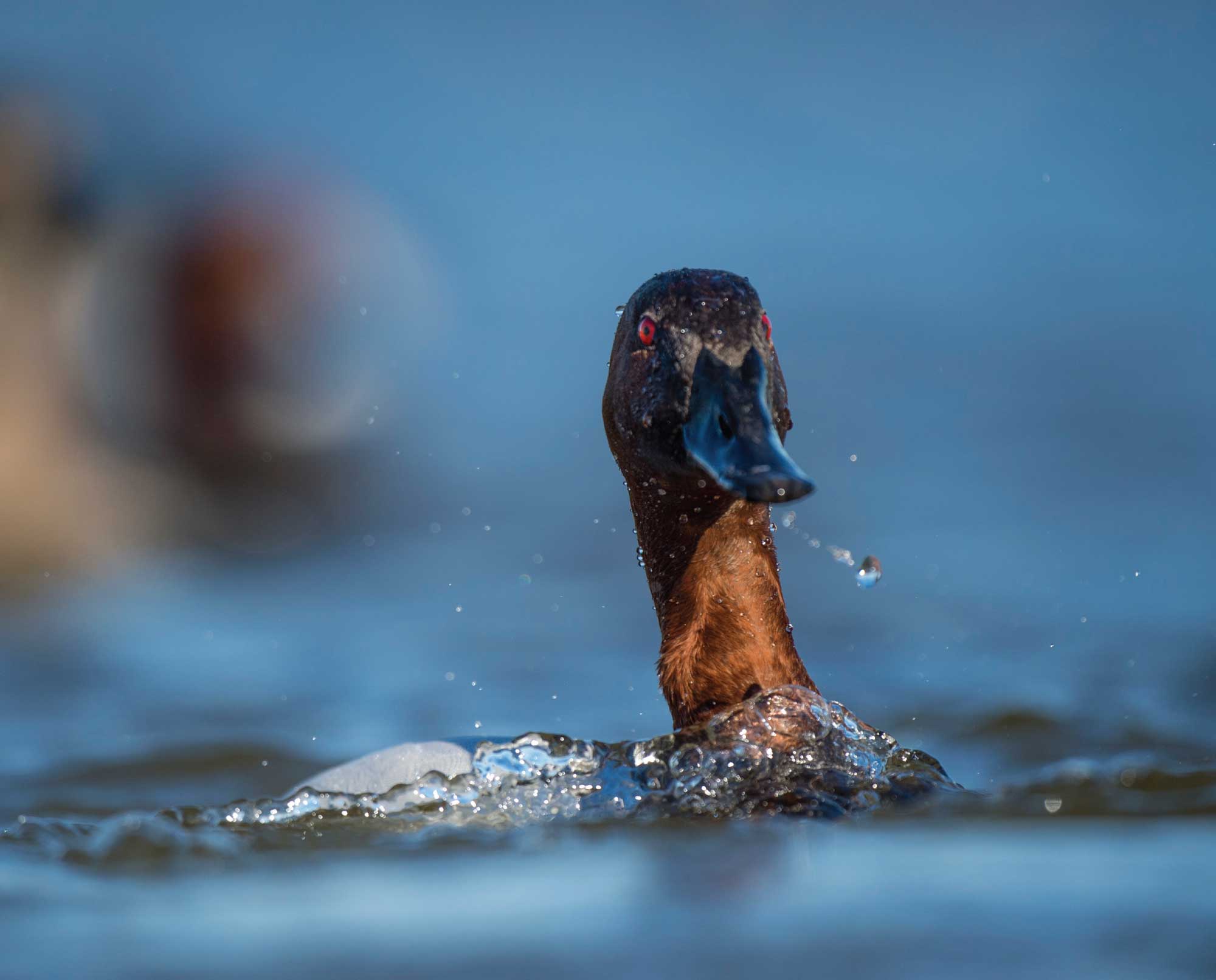 A male Canvasback (Aythya valisineria)