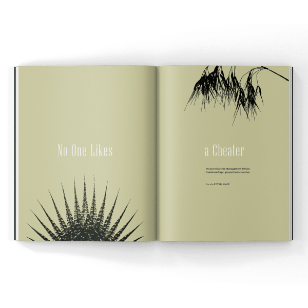 Cheat-Grass-Conservation-Magazine Cheatgrass Conservation in a magazine