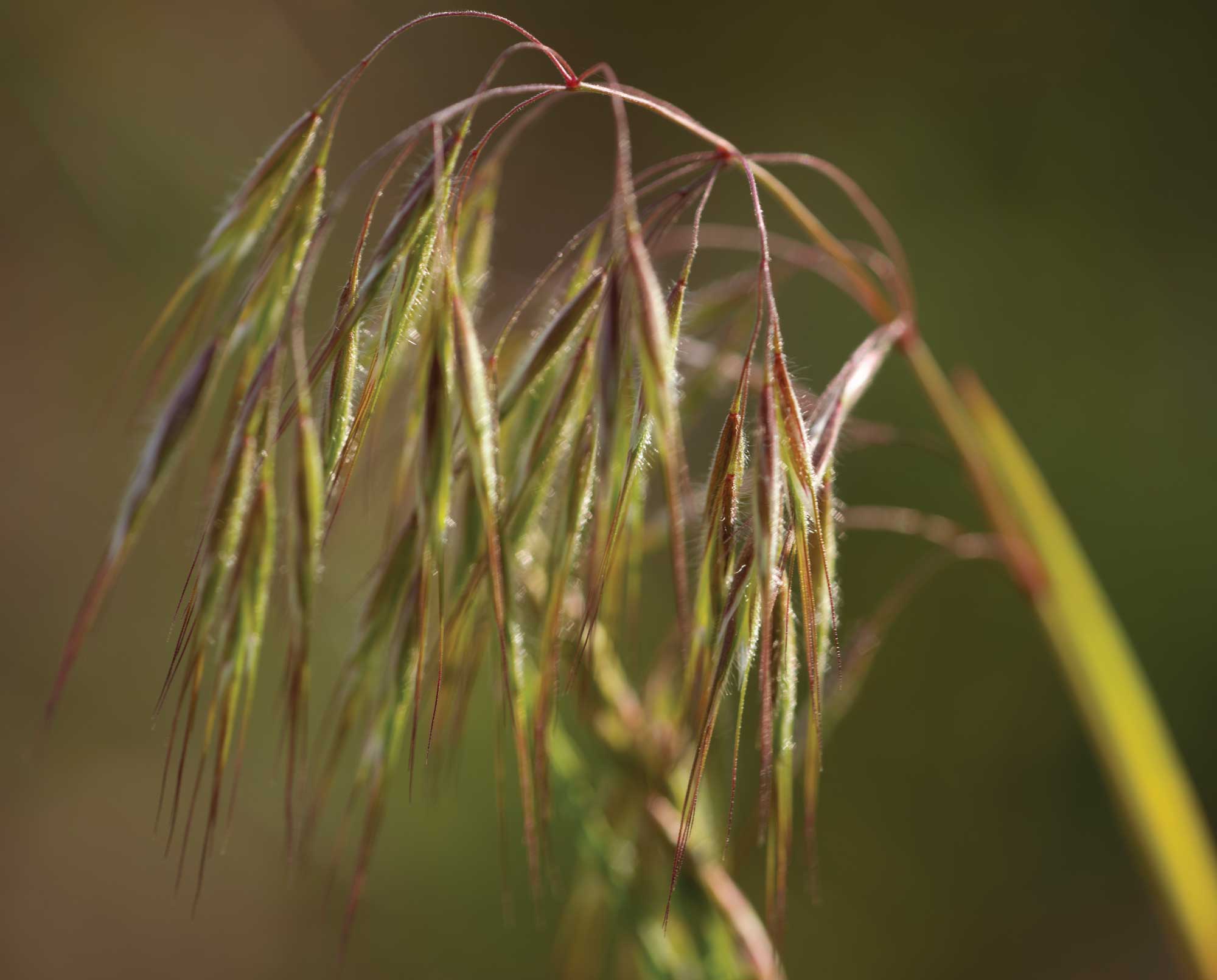 Cheatgrass in prairie habitat with bird hunting dogs.