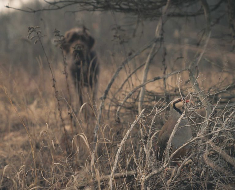 A pointing dog is told to "whoa" while on point