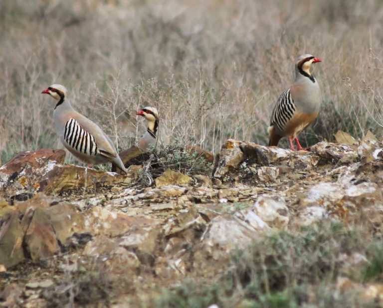 a group of chukar on rocky terrain