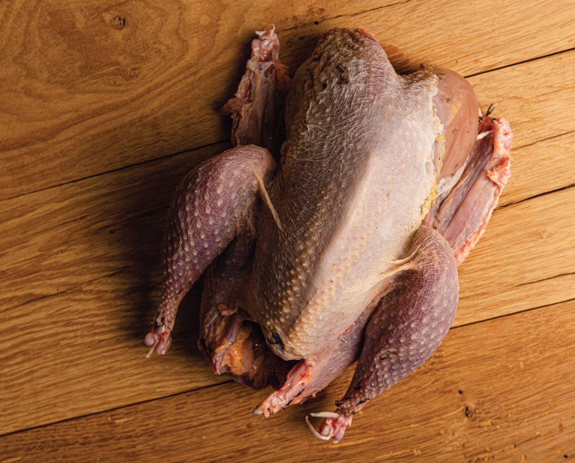 A bird plucked with some mistakes