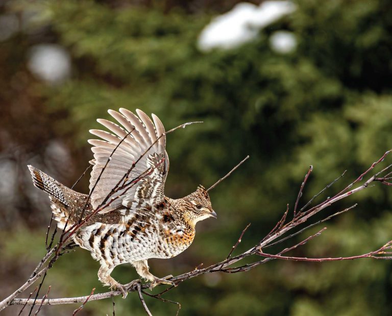 A ruffed grouse taking flight