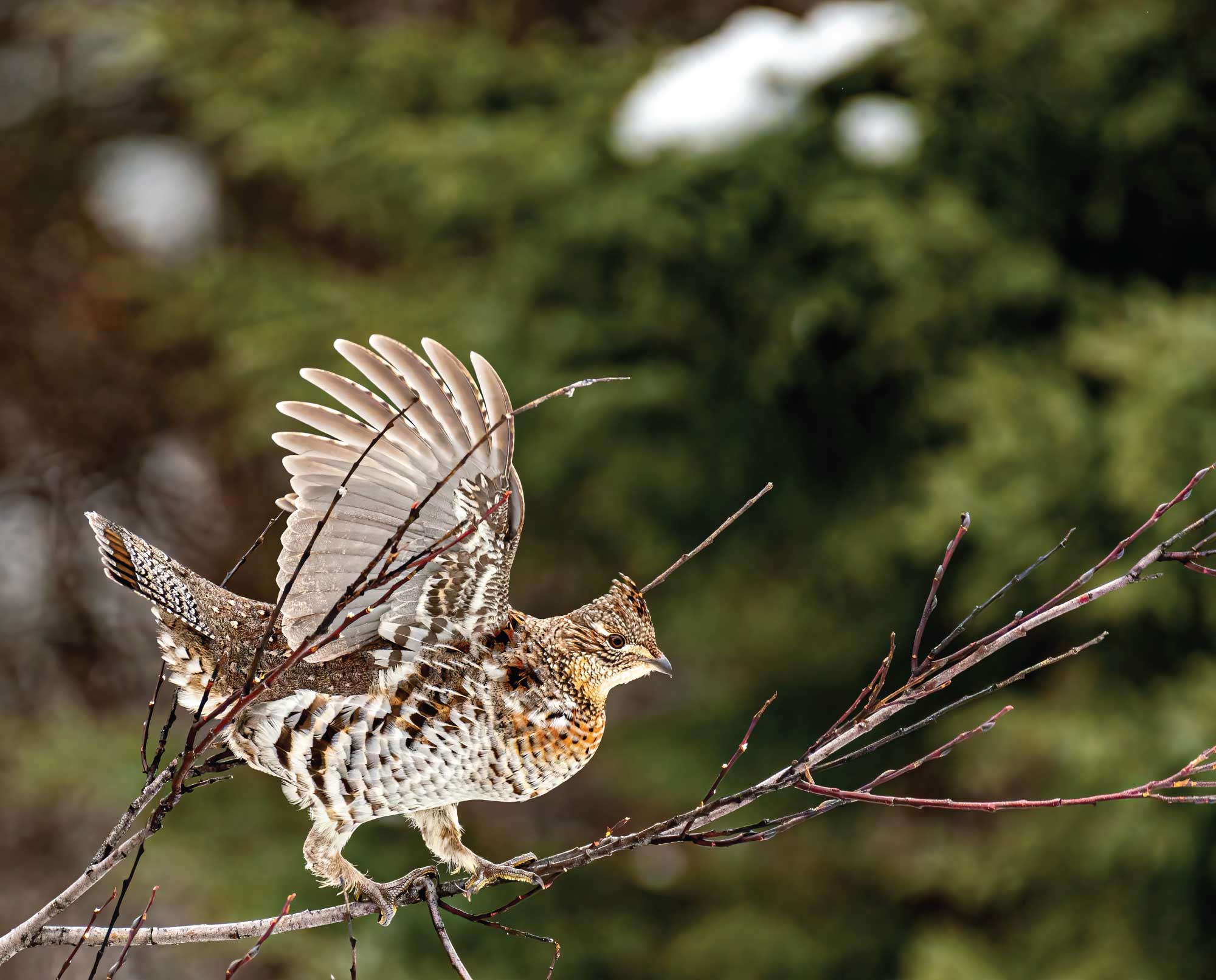 A ruffed grouse taking flight