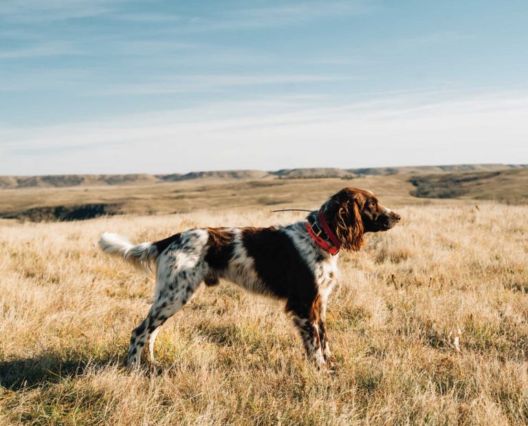 Deutsch Langhaar in North America