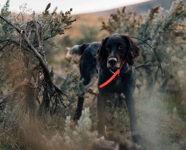 A Deutsch Langhaar standing in sagebrush.
