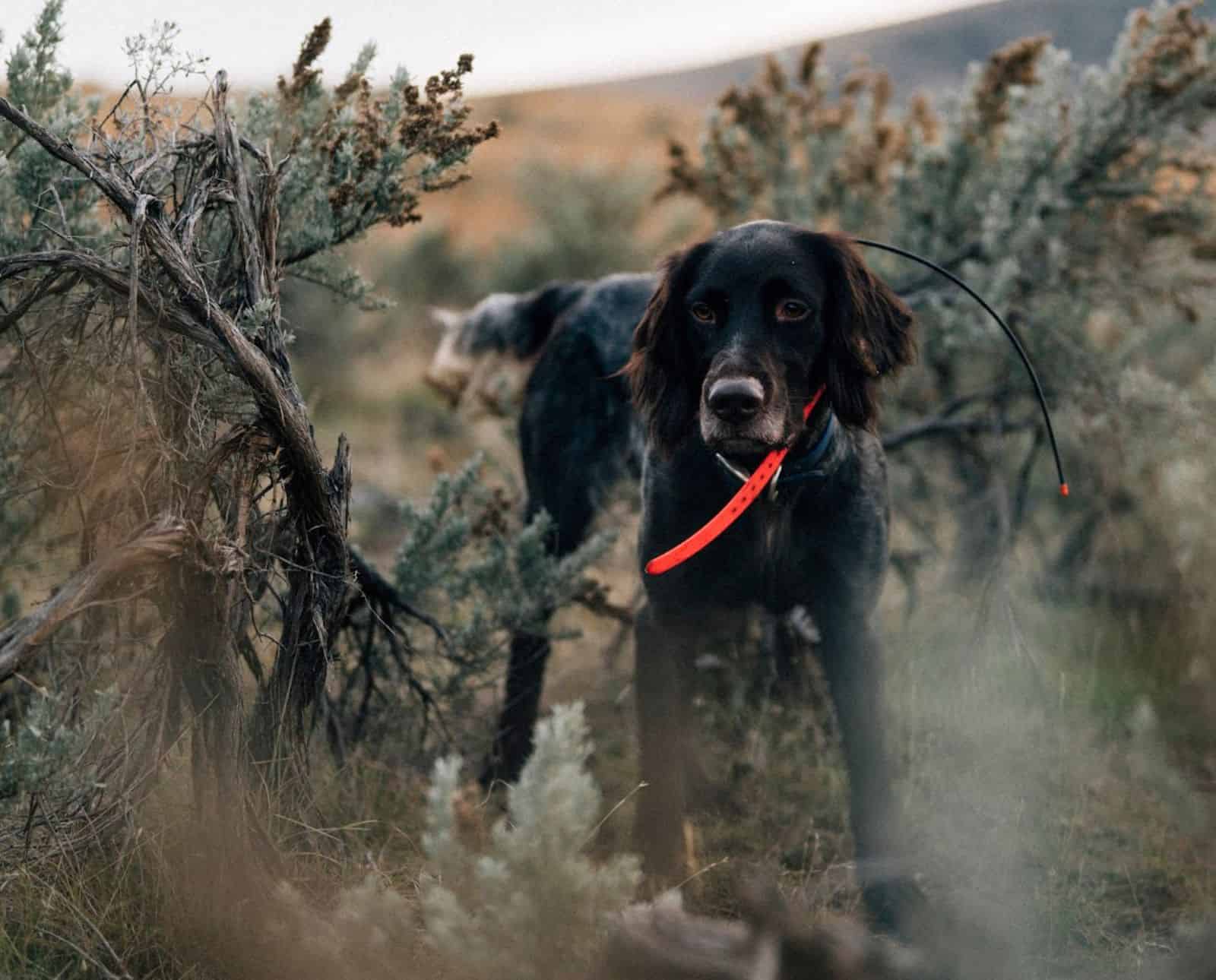 A Deutsch Langhaar standing in sagebrush.