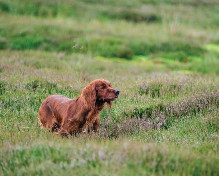 An Irish Setter on point in Ireland