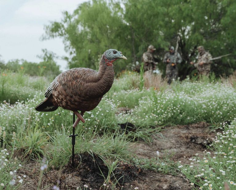 A turkey decoy in a field with turkey hunters.