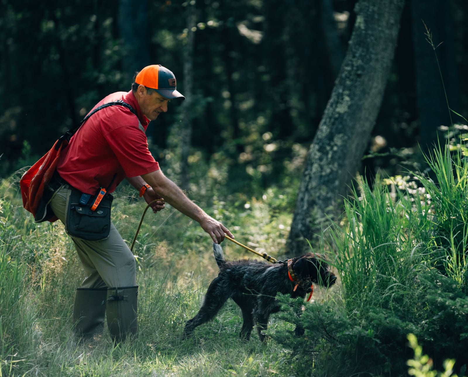 A man holds a leashed German Wirehair Pointer.