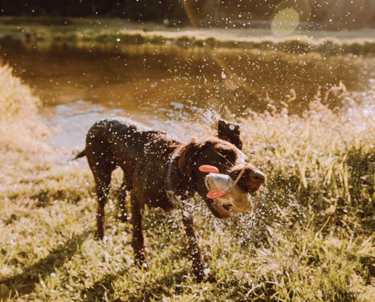 A dog retrieves a bumper from the water