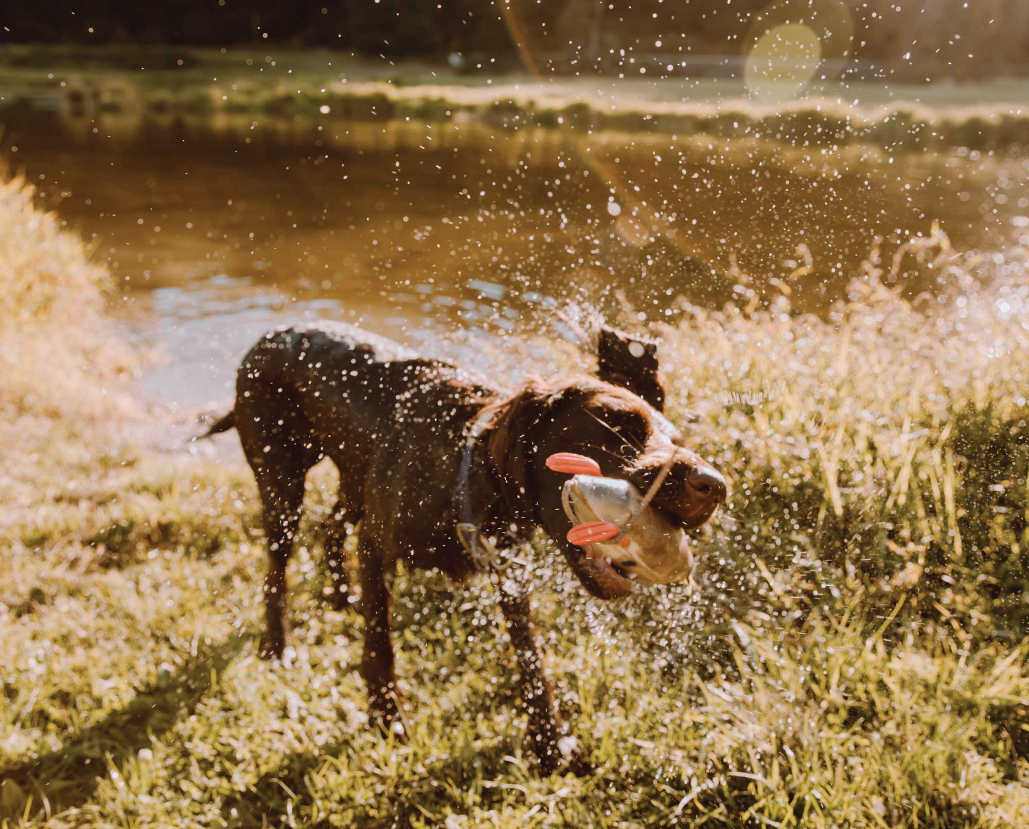 A dog retrieves a bumper from the water