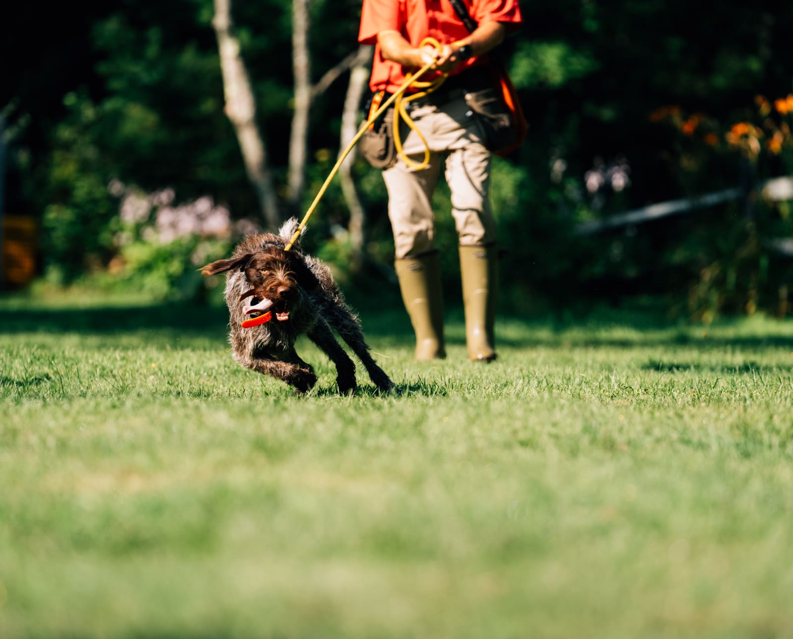 Dog learning how to quarter on a long lead for better bird searching skills.