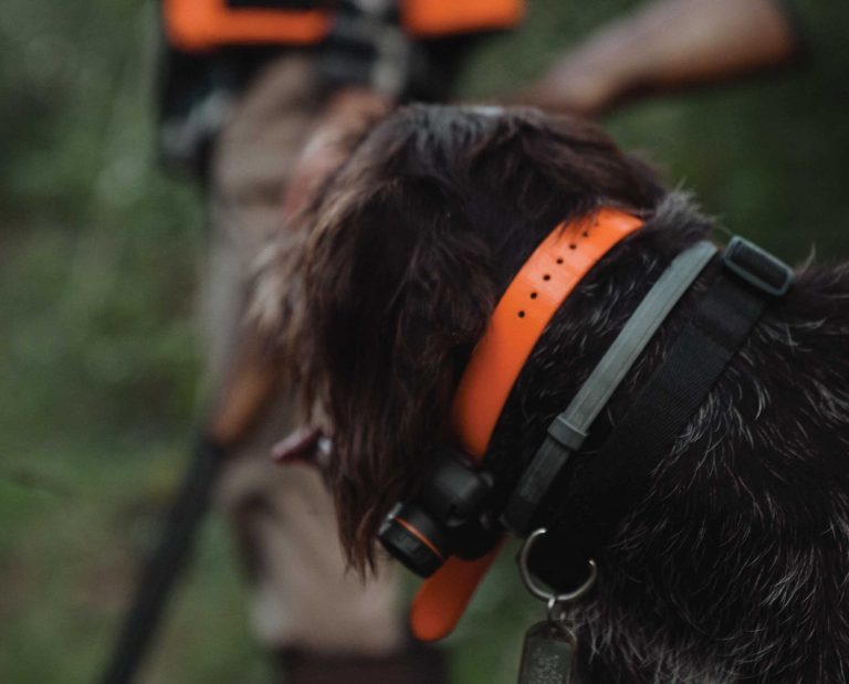 A bird dog wearing a Dogtra 2700T&B