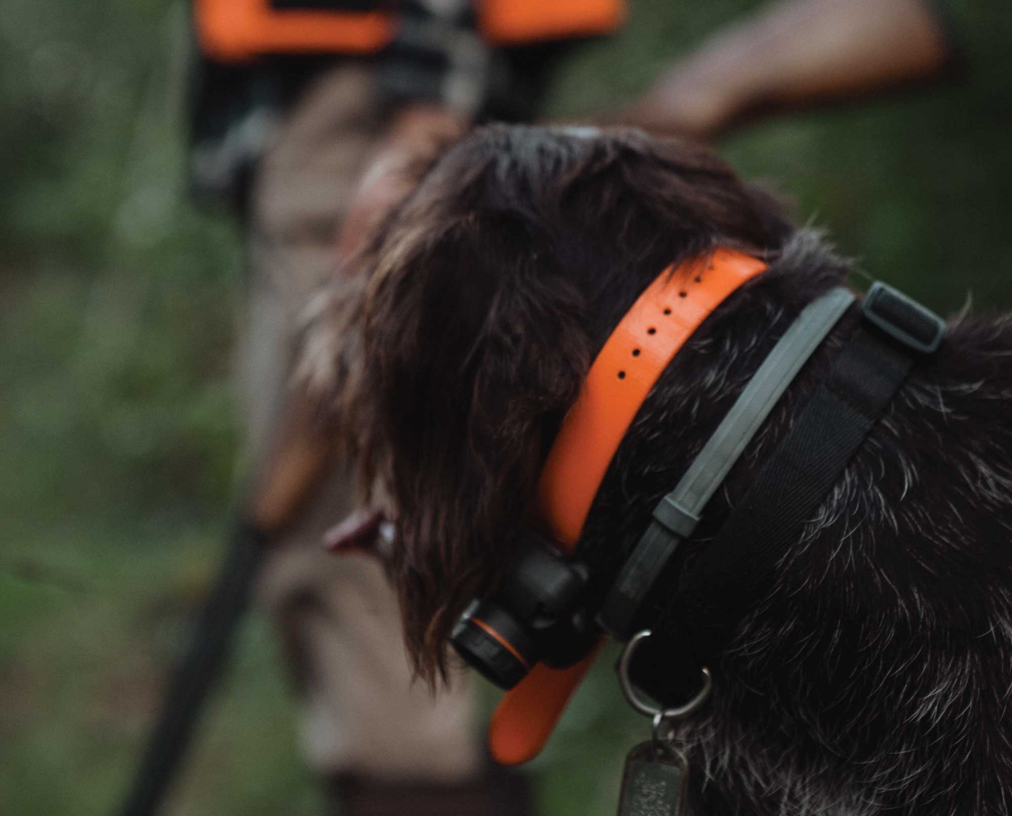 A bird dog wearing a Dogtra 2700T&B