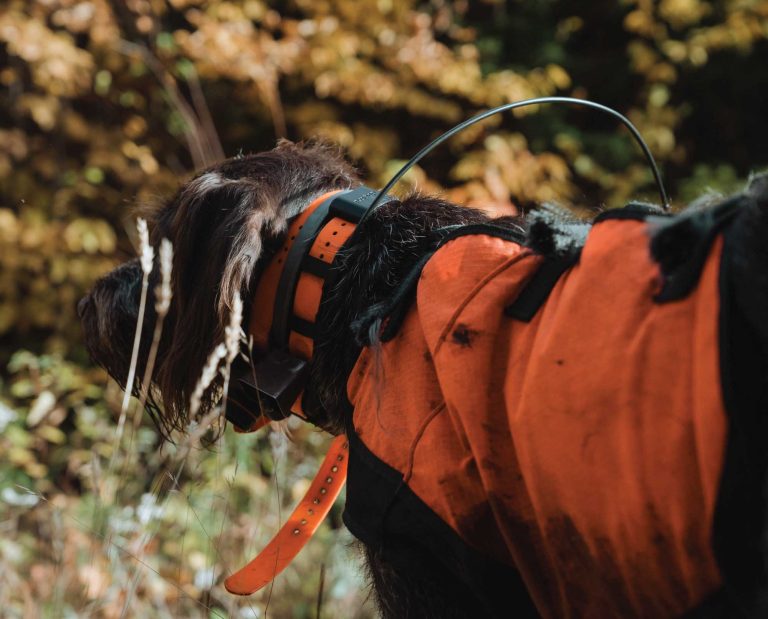 A bird hunting dog wearing a dogtra pathfinder collar.