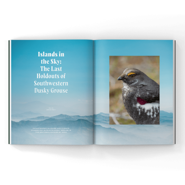 Dusky-Grouse-Magazine Dusky grouse in a magazine
