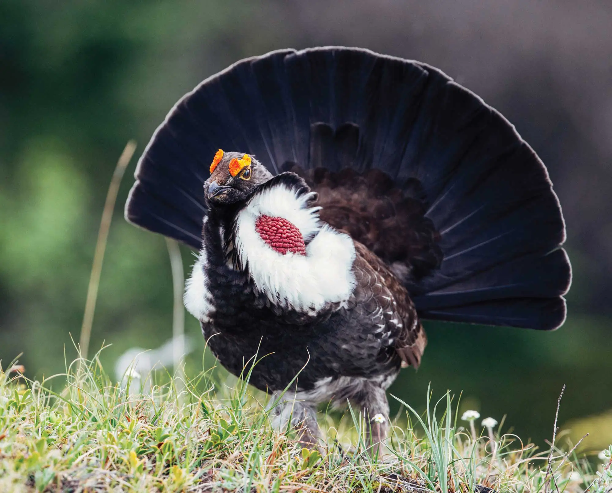A male dusky grouse displaying
