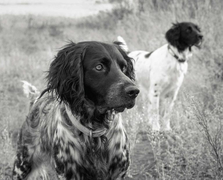 A pair of Large Munsterlander hunting dogs in Germany