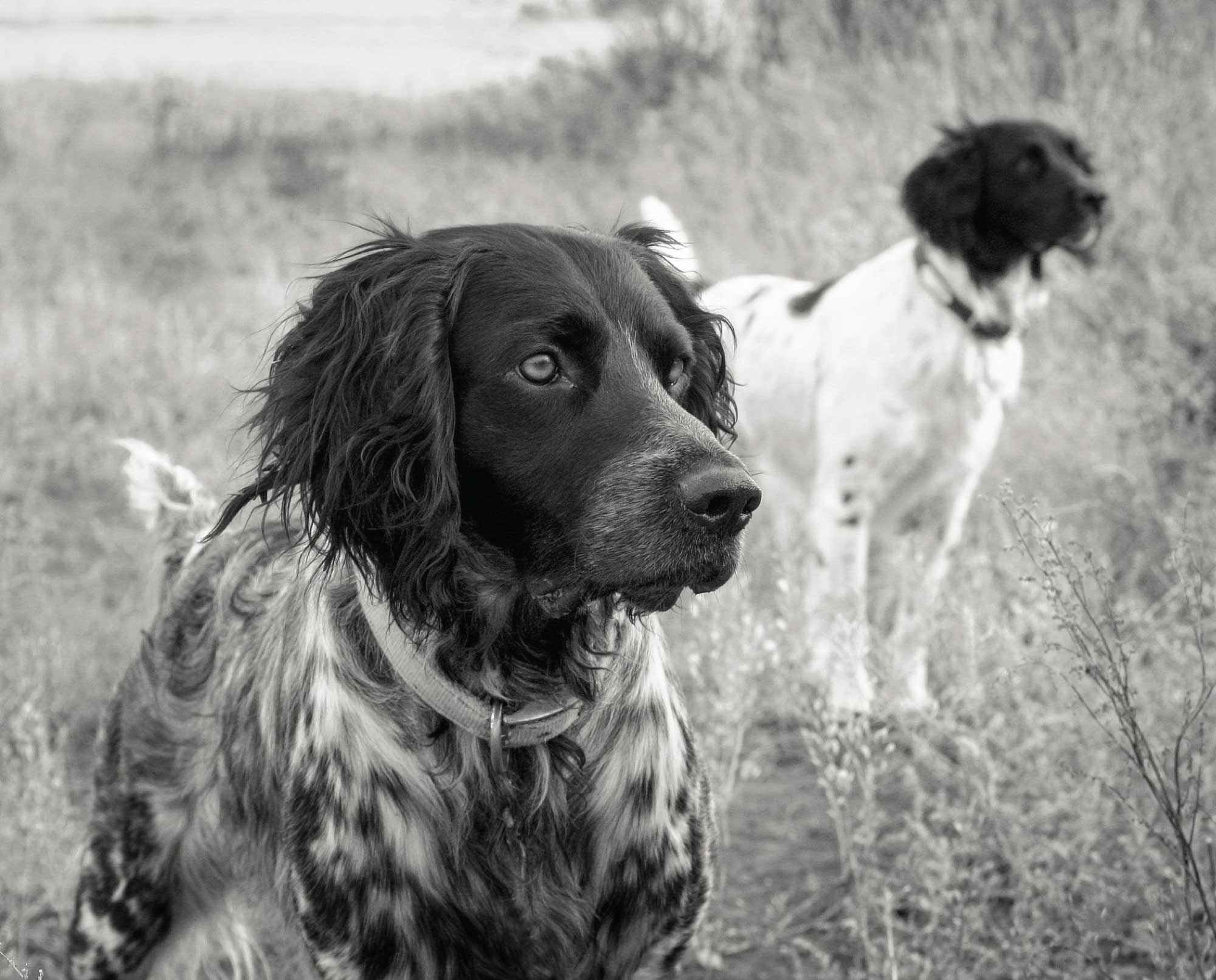 A pair of Large Munsterlander hunting dogs in Germany