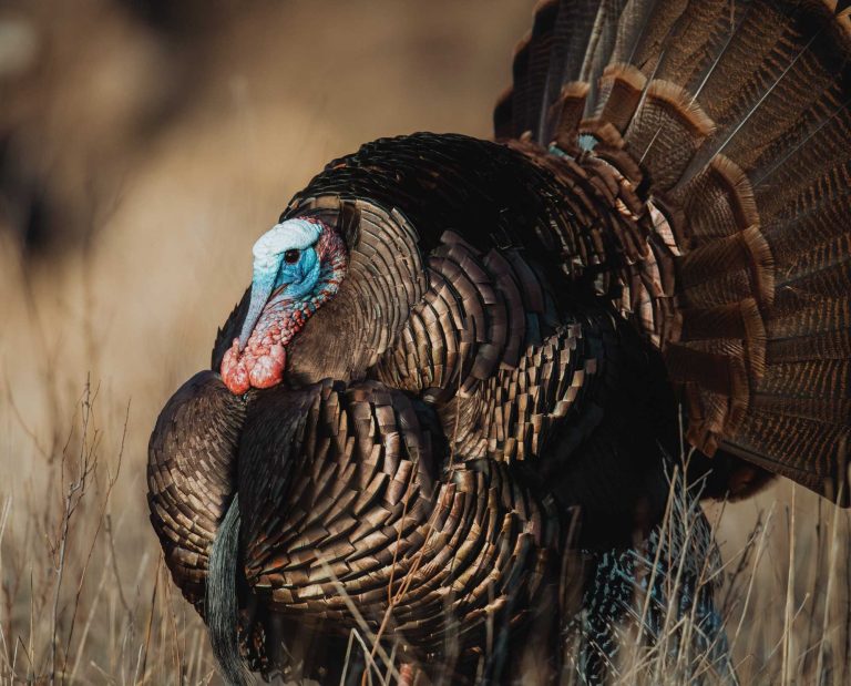 A Eastern wild turkey tom strutting in a field.