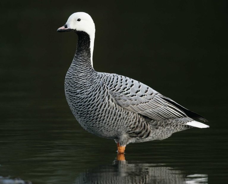 Emperor Geese in the water