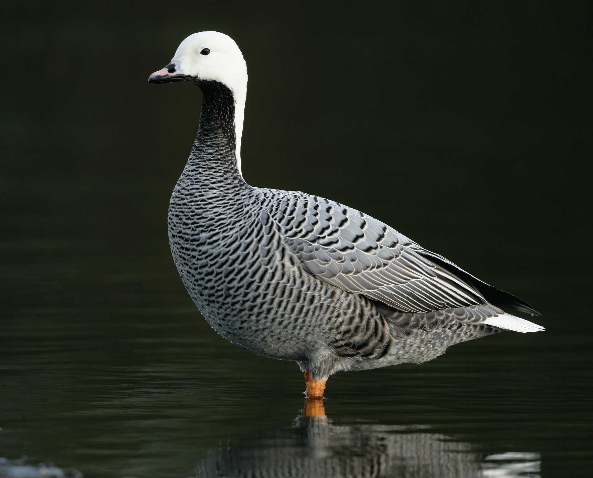 Emperor Geese in the water
