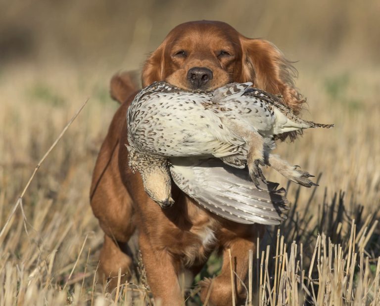 An English cocker retrieves a sharp-tailed grouse while hunting
