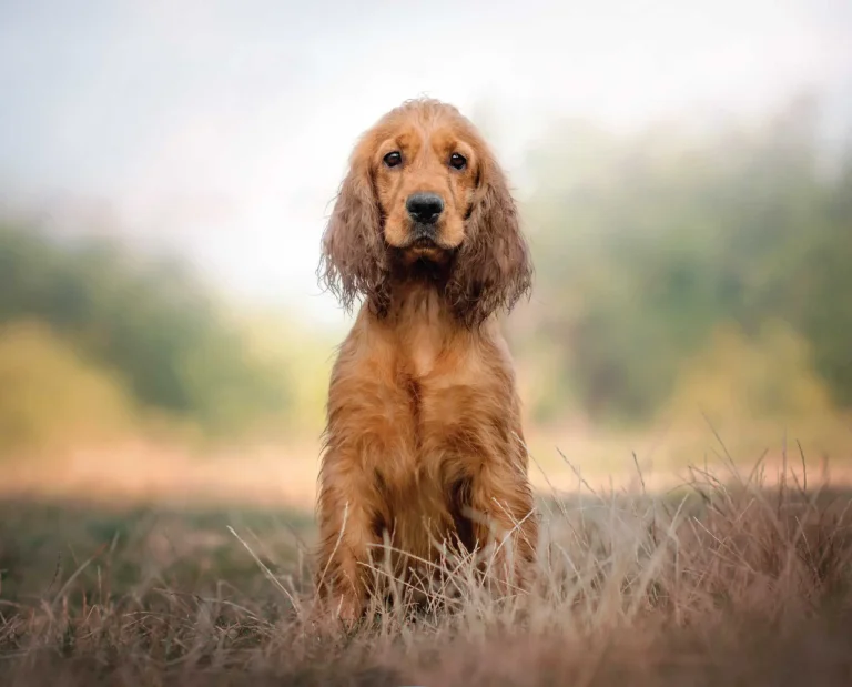 an English cocker spaniel sits in a field.
