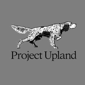 Close up of English Setter Tee Shirt Artwork