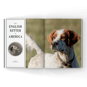 English-Setter-Magazine English setter in a magazine