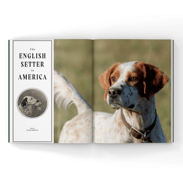 English-Setter-Magazine English setter in a magazine