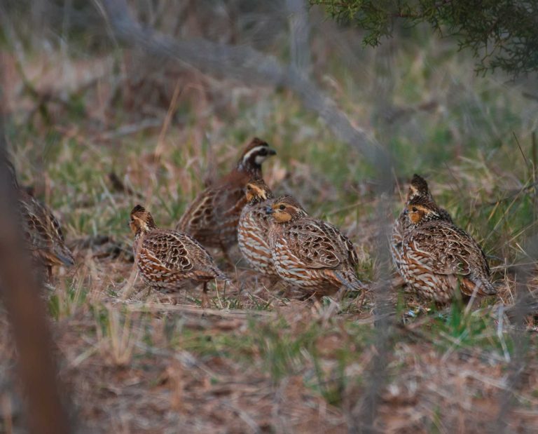 A covey of bobwhite quail in brush