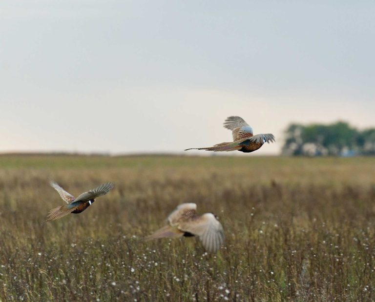 Three pheasants fly away after being flushed in an open field of conservation reserve program land. .