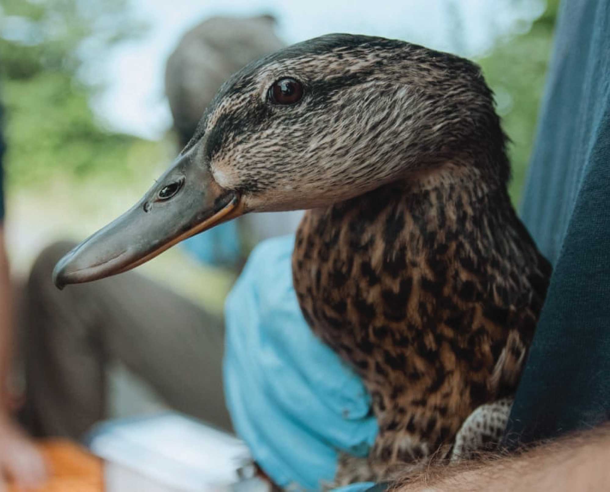 A bird dog trainer handling a mallard for a training session.