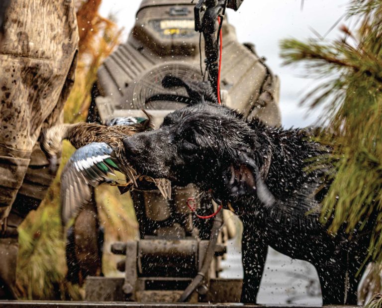 A Labrador Retriever retrieves a teal while hunting