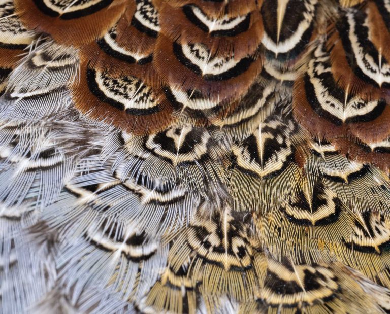 Close up of pheasant feathers used for fly tying