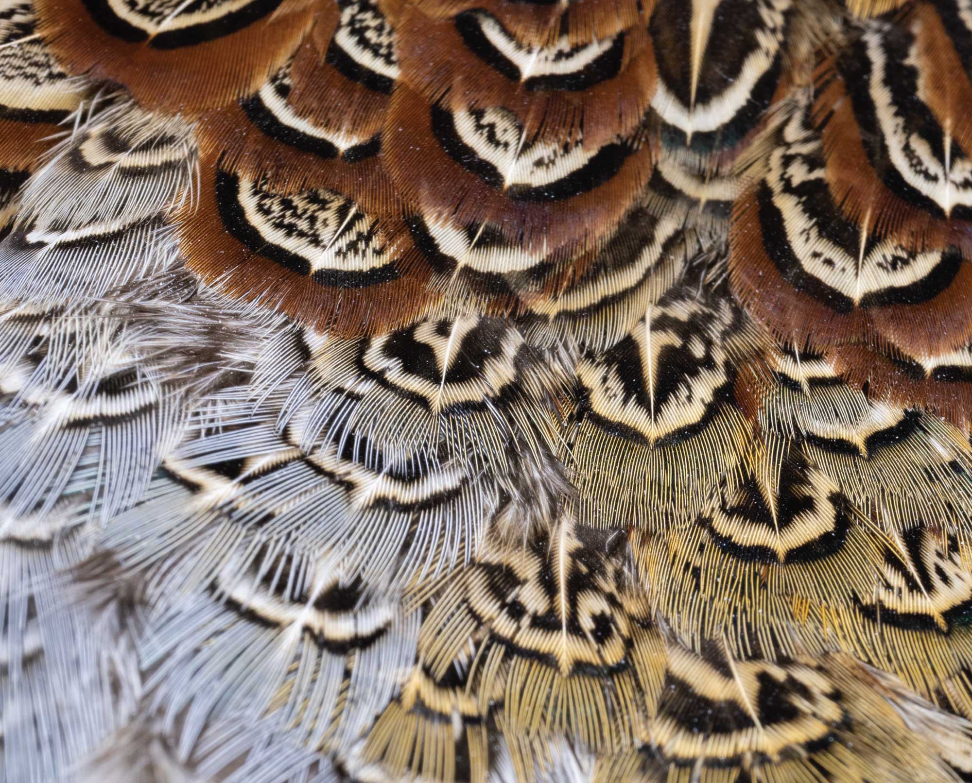 Close up of pheasant feathers used for fly tying