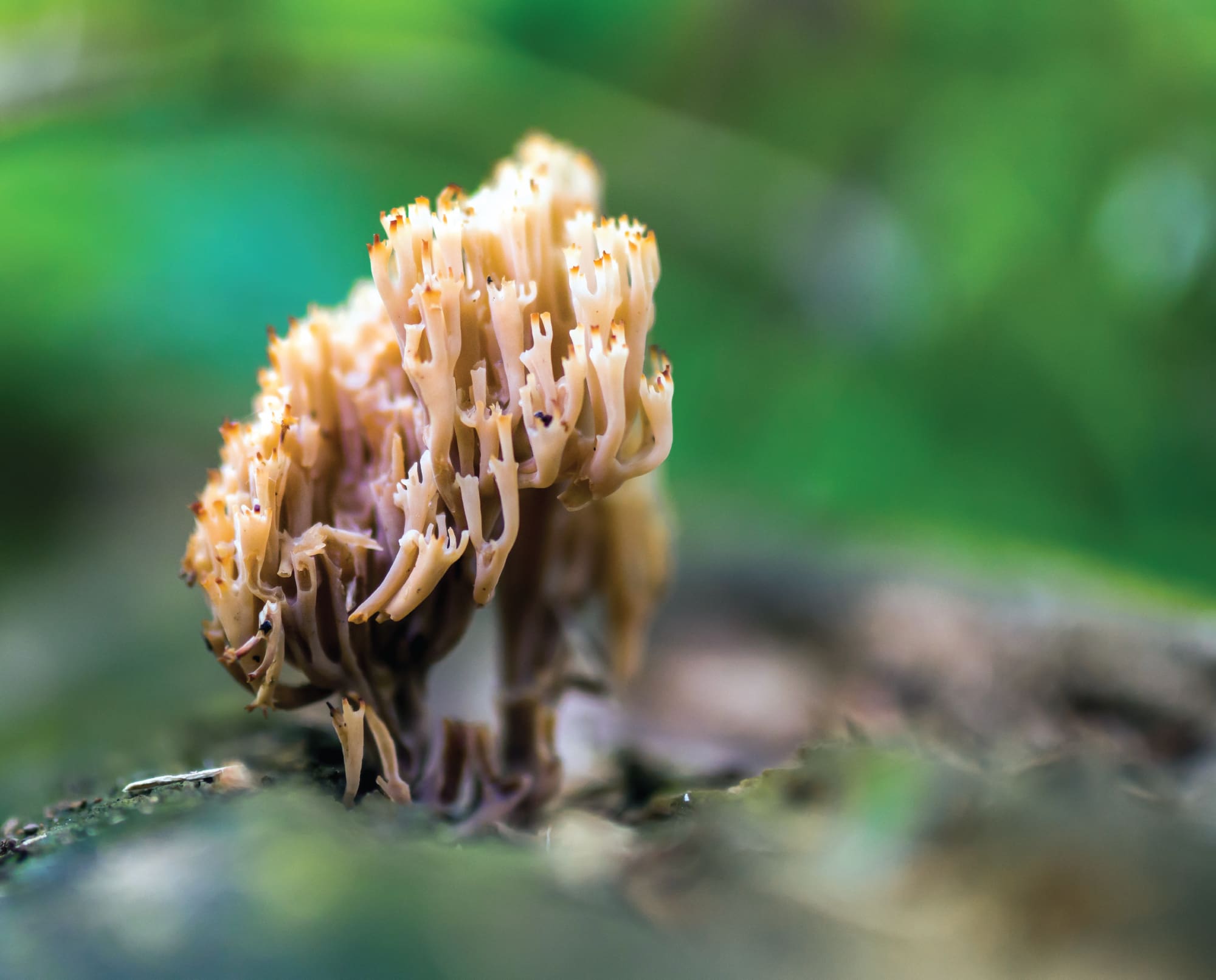 A ripe looking Coral Mushroom