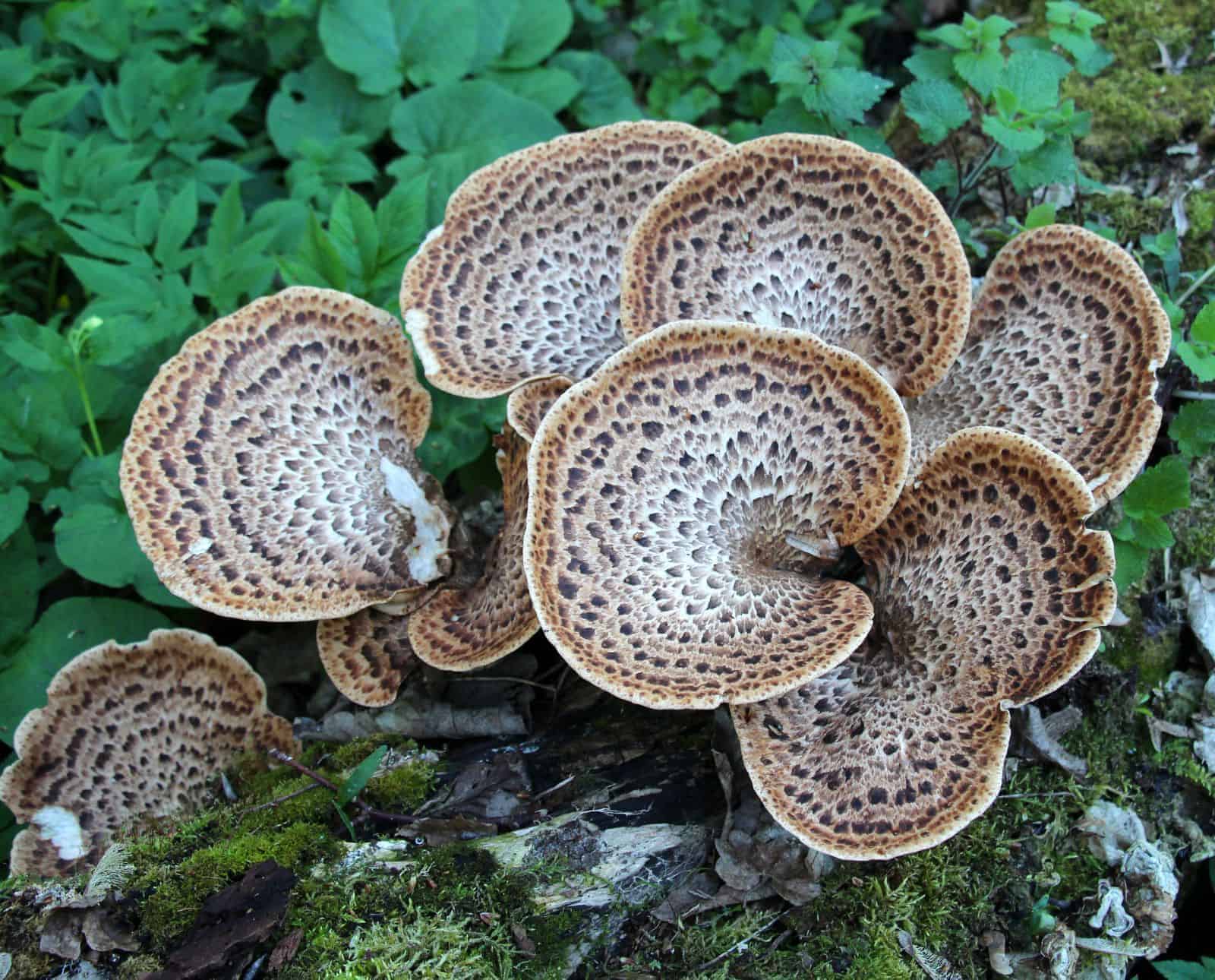Pheasant back mushrooms growing on a decaying log.