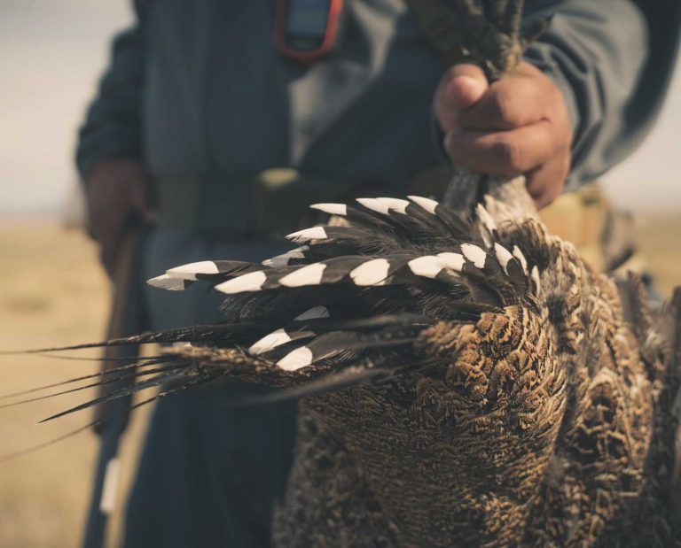 A fourth generation sage grouse hunter shows a bird during the bird hunting video.