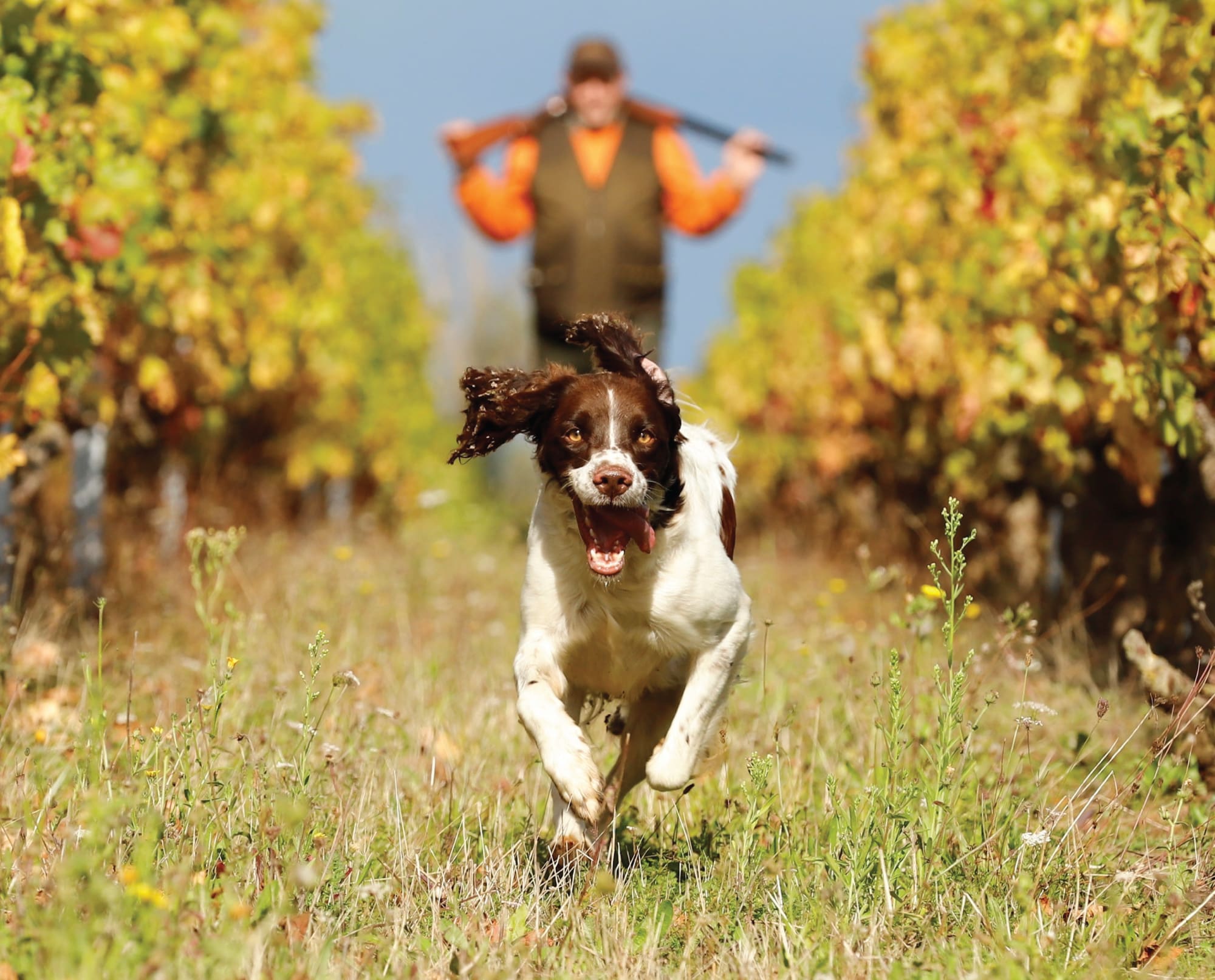 A French Spaniel or Epagneul Francais runs in a field