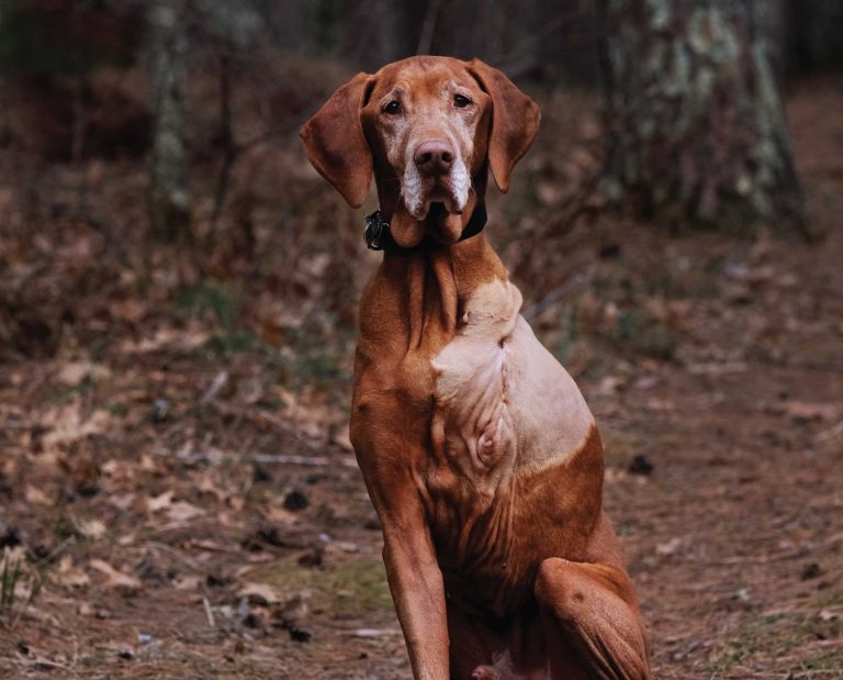 A 13-yeay old Vizsla out bird hunting.