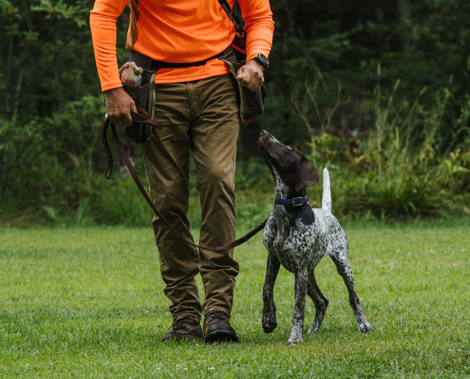 A leashed bird dog in training looks up at its handler.