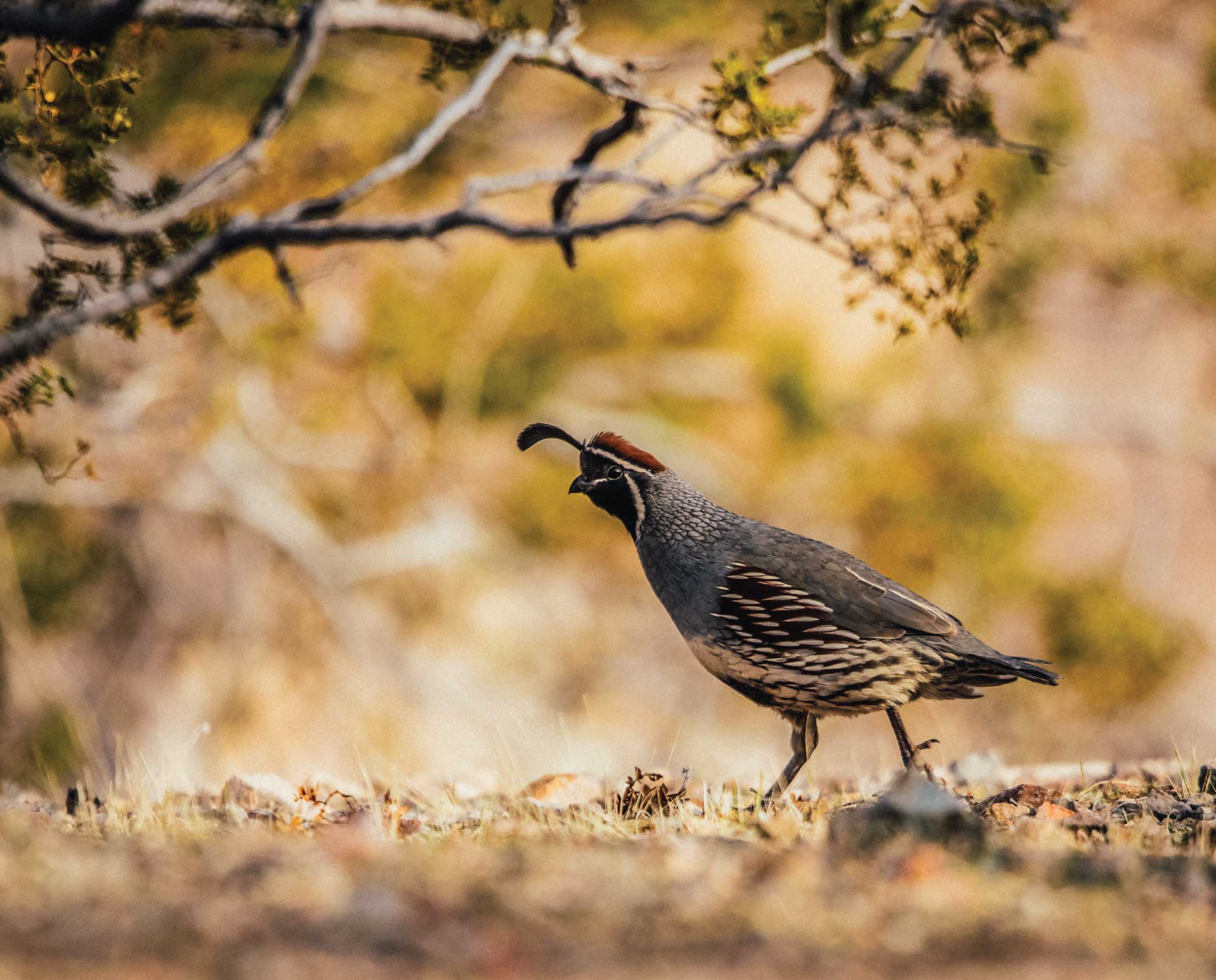 A male Gambel's Quail walks on a desert landscape