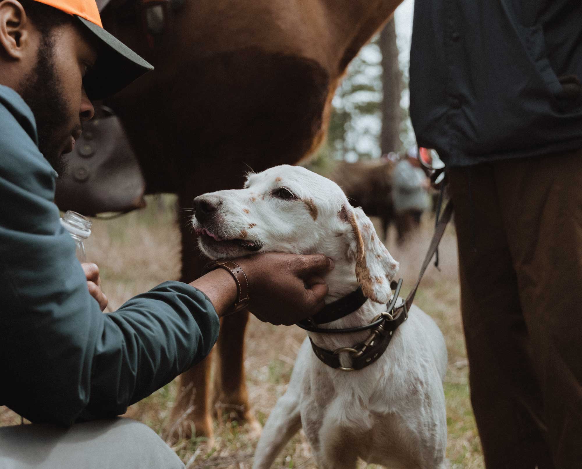Durrell Smith looks at an Englsih setter at the black handlers field trial