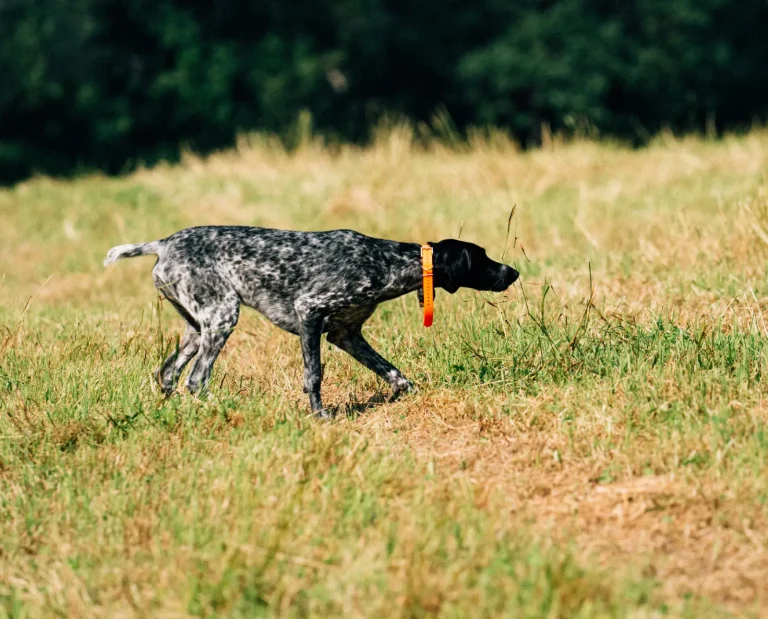 German Shorthaired Pointer on point.