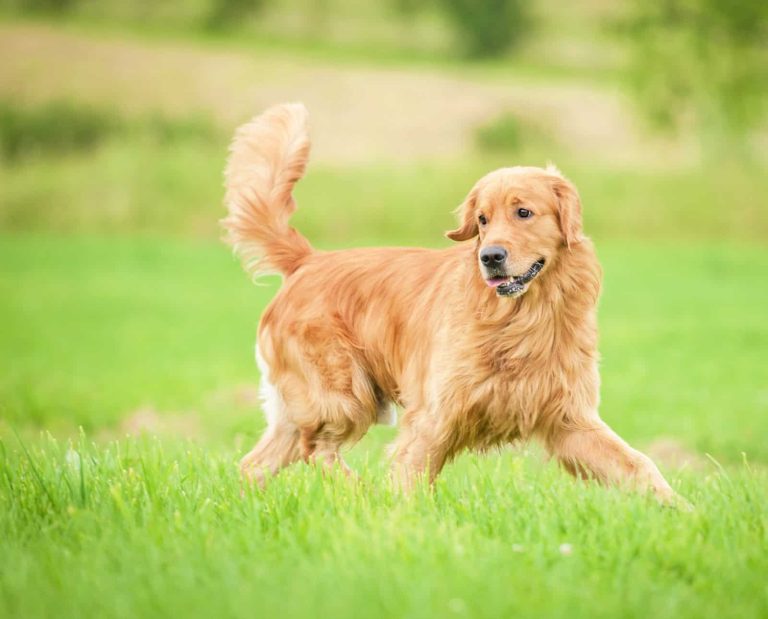 Golden Retriever Dog Profile: Abilities, Characteristics, and Training